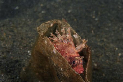 lionfish flavoured crisps....... this to me is what lembe... by Stew Smith 